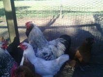 Rooster