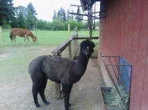 Nutmeg the Alpaca