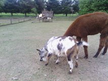Snicket the Miniture Goat